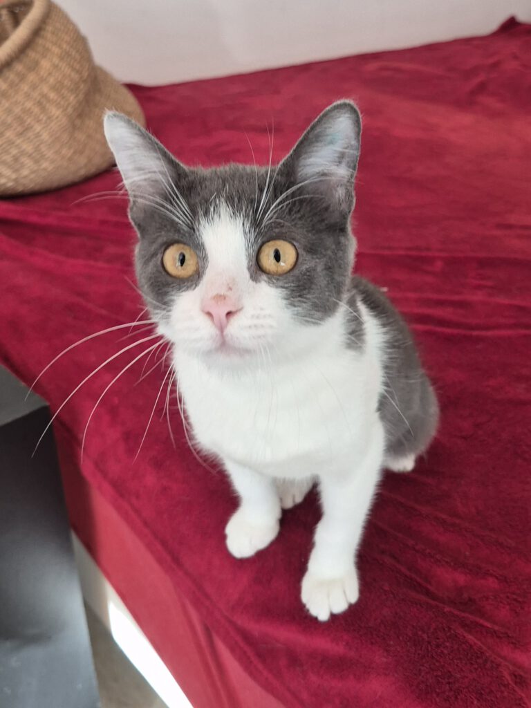 Cleo & Mia sucht ein Zuhause