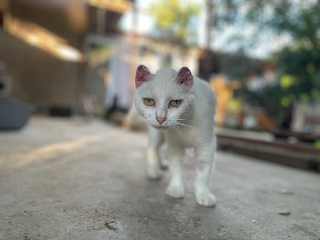 Diya