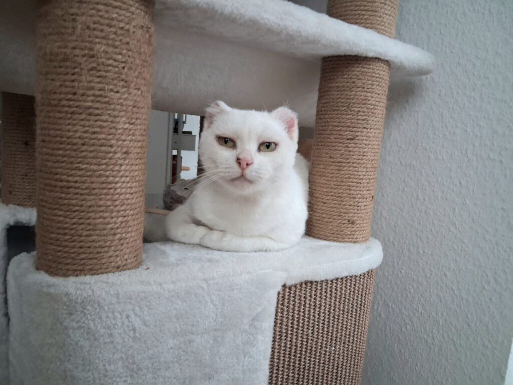 Diya sucht ein Zuhause