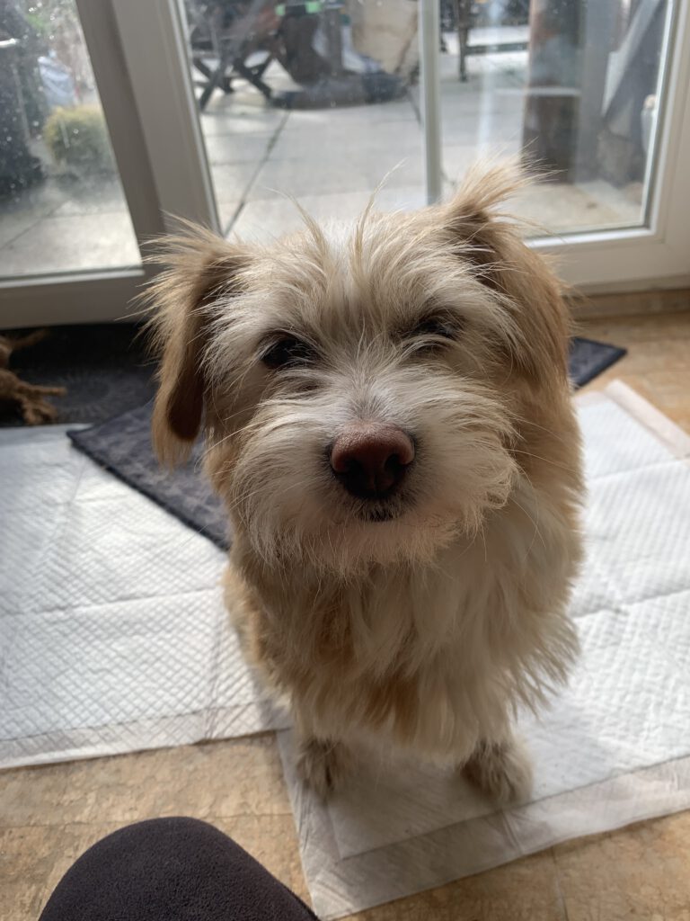 Hope (Tilly) sucht ein Zuhause