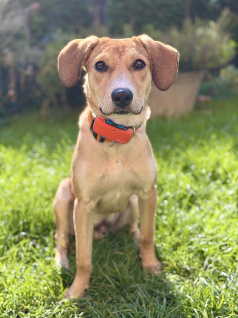 Lio