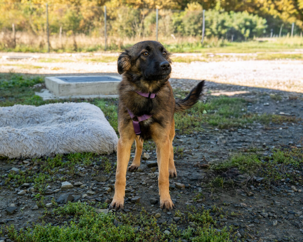Piata