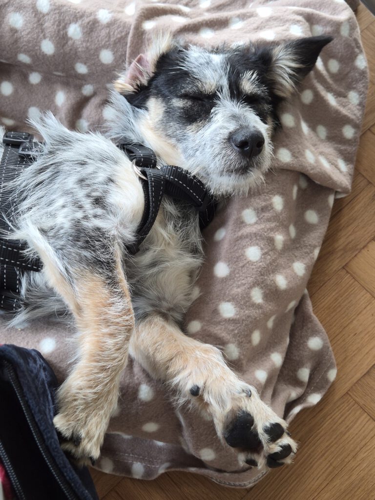 Pina