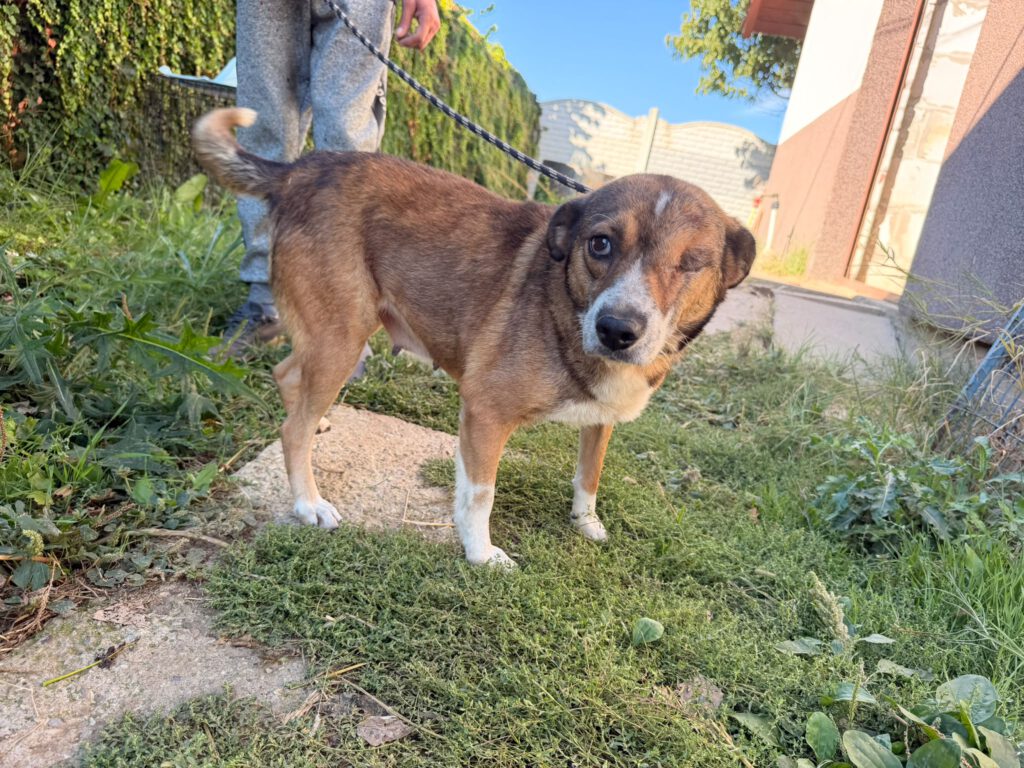 Elsa sucht ein Zuhause