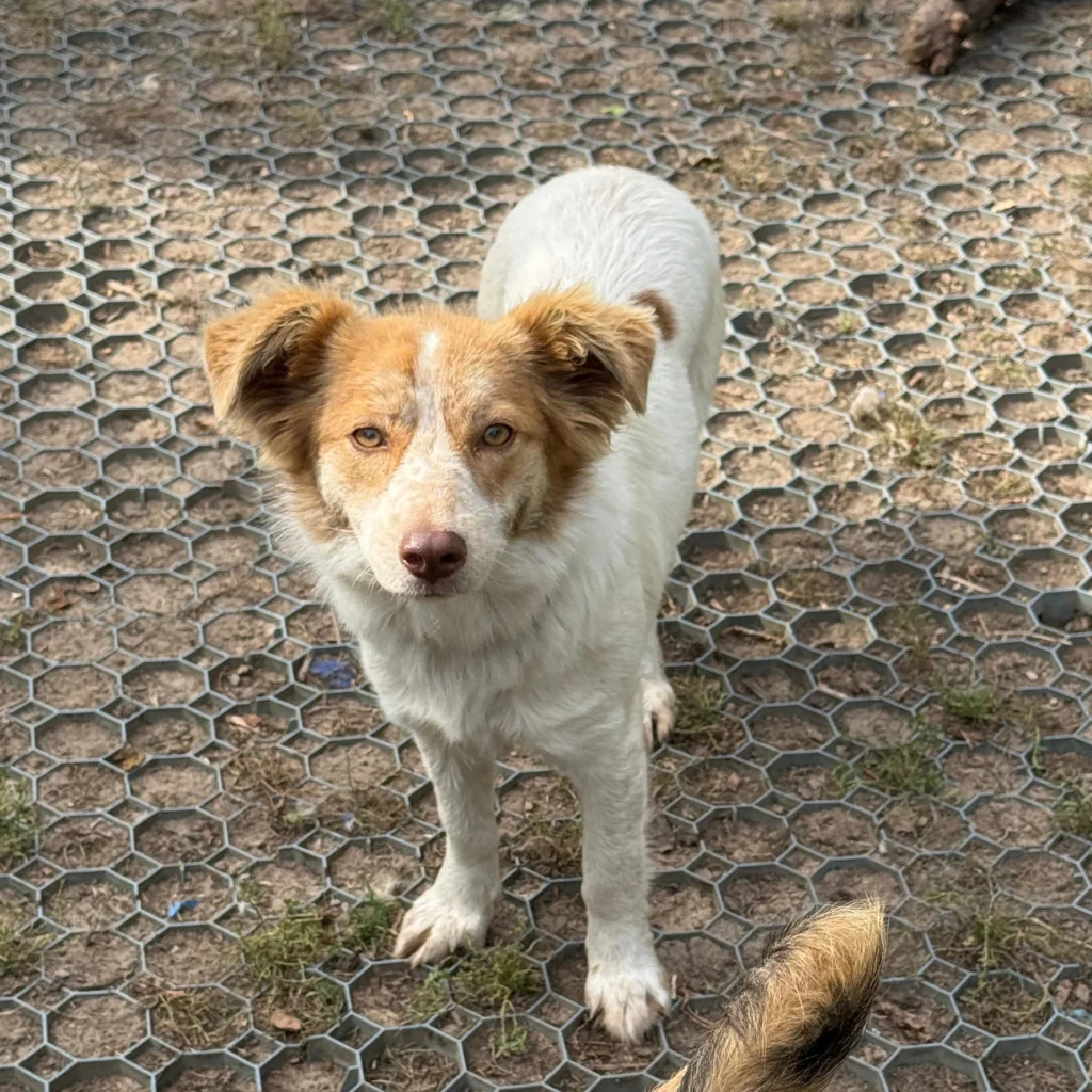 Käthe sucht ein Zuhause